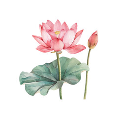lotus vector illustration in watercolor style