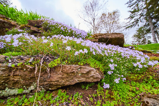 Springtime Wildflowers on Rocky Slope with Overcast Sky in Indiana