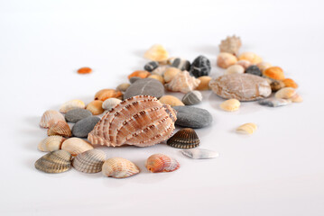 Various shells and pebbles on a light background