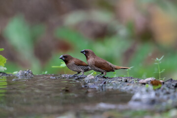 Scaly-breasted Munia The mouth is black. The head, chest and upper body are dark brown. The lower body is grayish white with colored scales. Kanchanaburi, Thailand.