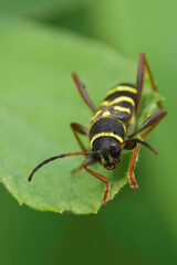 Vertical closeup on a wasp-mimicking longhorn beetle, Clytus arietis
