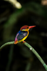 Oriental Dwarf Kingfisher The mouth is bright red, the head, rump and tail are purplish pink. The face is yellow-orange, the fur covering the ears has dark blue stripes.