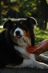Australian Shepherd black tricolor lies on a walk in the park and drinks water from a special...
