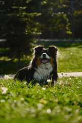 A black tricolor fluffy Australian Shepherd lies in a spring park on a green meadow and poses beautifully. A charming playful dog on a morning walk. Portrait of happy pet.
