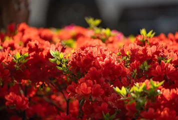 Foto op Canvas A field of bright red azaleas in full bloom © ToriNim