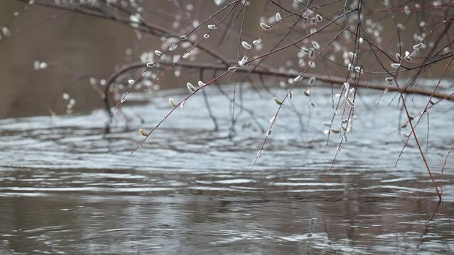 Blooming willow branches with pussy buds over the river. Spring willow bloom, flooded river, nature waking up from the winter