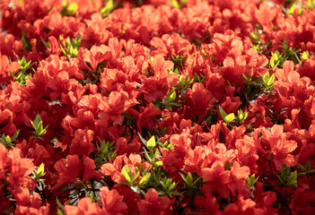 A field of bright red azaleas in full bloom
