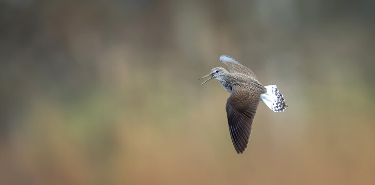 Tringa ochropus flight a puddle of water and looks for food.