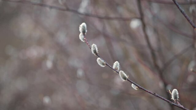 Close up of blooming willow branch. Spring nature in countryside, beautiful red willow