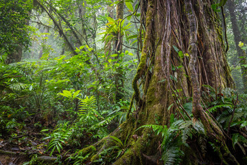 Beautiful green jungle, rainforest, Wet and mossy trees, Real nature, forest landscape, Natural...