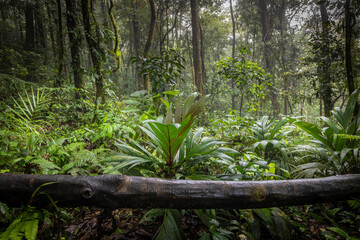 Beautiful green jungle, rainforest, Wet and mossy trees, Real nature, forest landscape, Natural environment - 787329288