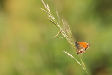 una farfalla su un filo d'erba