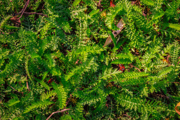 Fresh green grass background. Beauty of springtime nature. Red bugs in the moss. Spring lawn pattern. Nature in details. Green plants macro. Ecosystem closeup. April landscape. - 787331662