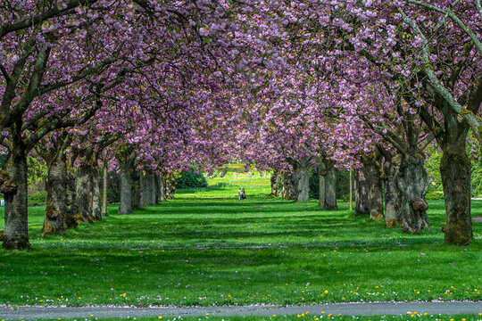 Cherry Blossoms in a Park of Hamburg Germany