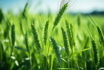 Fotobehang Wheat grass on a field of green grass © beatriz