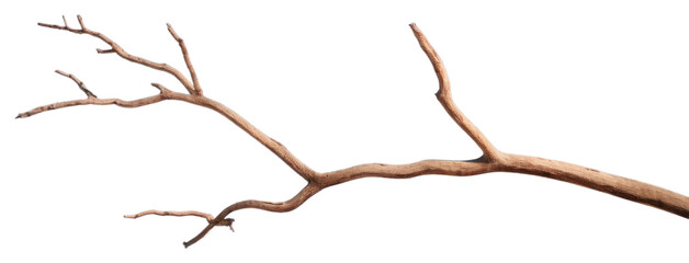PNG Dried tree twig driftwood plant sky - Powered by Adobe