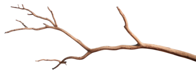 PNG Dried tree twig driftwood plant sky