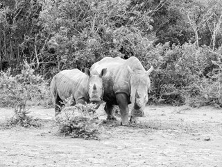 White Rhino Mother And Calf