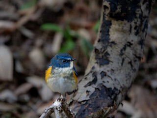 森の中で枯れ木に留まっているルリビタキの雄