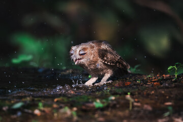 Collared Scops Owl Dark hazel eyes Brown body feathers The neck is brownish-yellow. In nature, it is often difficult to notice. Forehead and eyebrows light brown The lower body has black lines.