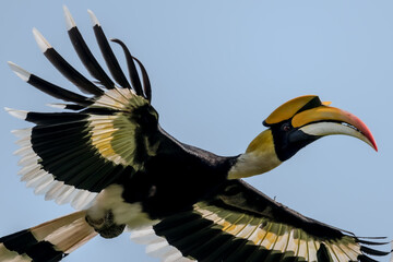 The bill and large hump are yellow. The face is black. The throat is white or yellowish-white. The body is black. The wings are black with a wide yellow stripe running down the middle of the wings.