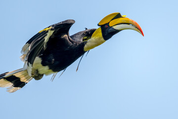 The bill and large hump are yellow. The face is black. The throat is white or yellowish-white. The body is black. The wings are black with a wide yellow stripe running down the middle of the wings.