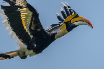 The bill and large hump are yellow. The face is black. The throat is white or yellowish-white. The body is black. The wings are black with a wide yellow stripe running down the middle of the wings.