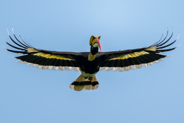 The bill and large hump are yellow. The face is black. The throat is white or yellowish-white. The body is black. The wings are black with a wide yellow stripe running down the middle of the wings.