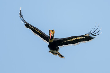 The bill and large hump are yellow. The face is black. The throat is white or yellowish-white. The body is black. The wings are black with a wide yellow stripe running down the middle of the wings.