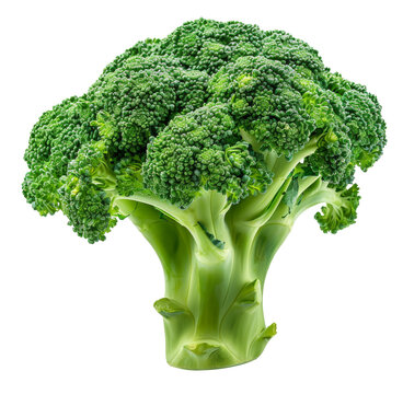 Fresh green broccoli florets isolated on transparent background