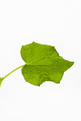 Close up of One Green cucumber leaf on the steam, isolated on white background. Fresh organic Squash vegetable plant. Copy Space