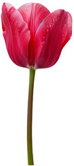 a single pink tulip against a pink background. transparent background png