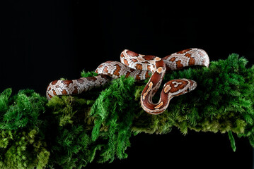 Corn snake on a tree branch