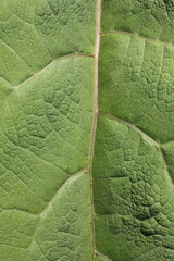 green leaf texture