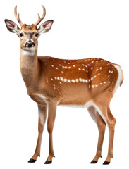 PNG  Deer wildlife animal mammal. 