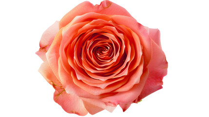 Top-View Shot Of A Rose Flower Isolated On Transparent Background, Showcasing Its Graceful Form And Soft Petals With Stunning Clarity And Detail