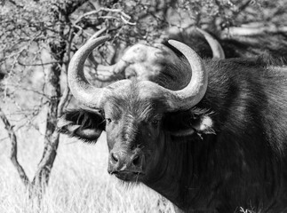 Cape Buffalo
