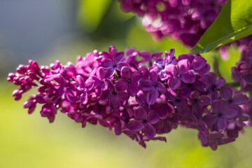 blooming lilac flowers. Macro photo, soft focus