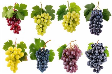 Set of grapes of different varieties and colors, isolated on a white background. . photo on white isolated background