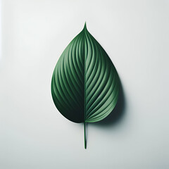 Hoja verde sobre fondo blanco minimalista