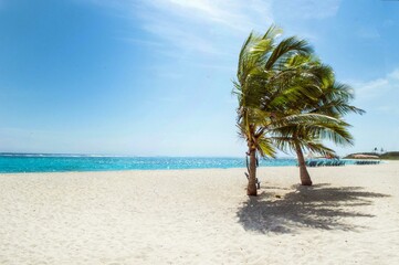 coconut tree on the beach
