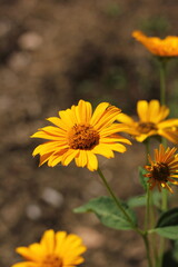 yellow flower in the garden