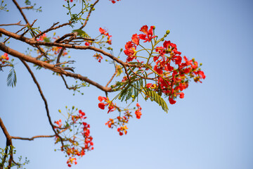 Selective focus colorful Delonix Regia flower in the sky background.Also called Royal Poinciana, Flamboyant, Flame Tree.Beautiful red flower in a garden.