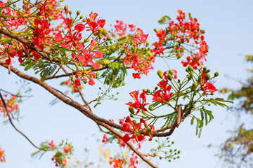 Selective focus colorful Delonix Regia flower in the sky background.Also called Royal Poinciana, Flamboyant, Flame Tree.Beautiful red flower in a garden.