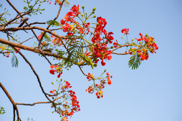 Selective focus colorful Delonix Regia flower in the sky background.Also called Royal Poinciana, Flamboyant, Flame Tree.Beautiful red flower in a garden.