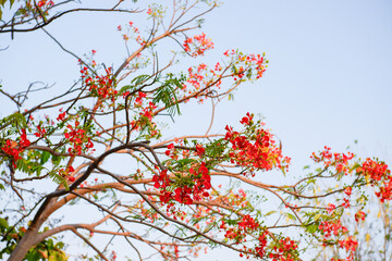 Selective focus colorful Delonix Regia flower in the sky background.Also called Royal Poinciana, Flamboyant, Flame Tree.Beautiful red flower in a garden.