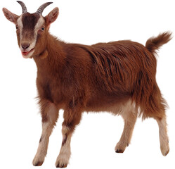 Goat Animal Realistic Transparent Free PNG