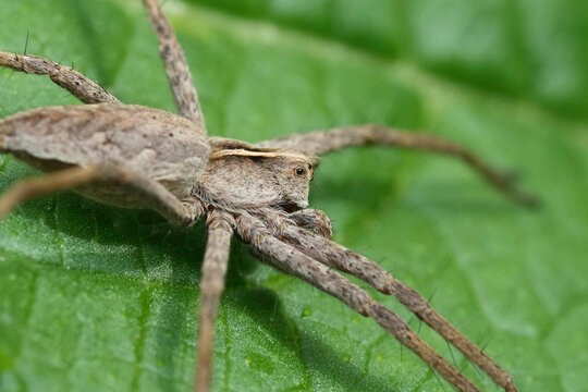 Extreme closeup on European Nursery web spider, Pisaura mirabilis on a green leaf