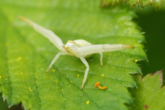 Closeup on a white European flower crab spider , Misumena vatia, in threatening pose on a green leaf