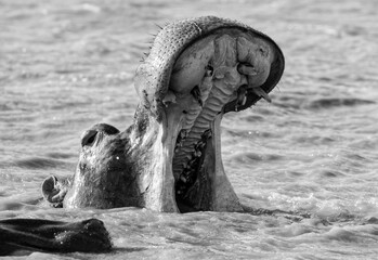 Hippopotamus